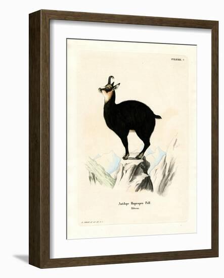 Chamois-null-Framed Giclee Print