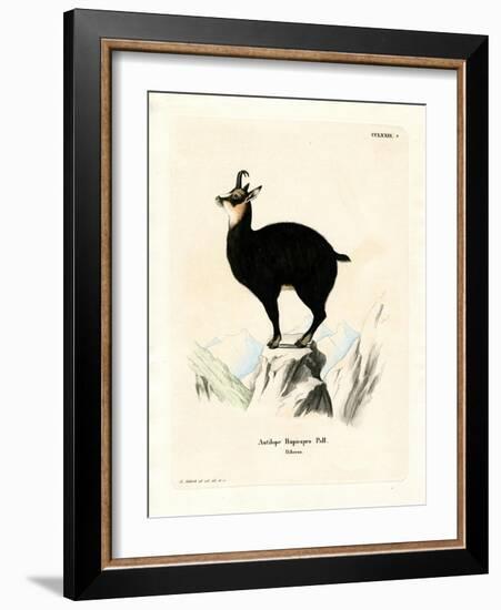 Chamois-null-Framed Giclee Print