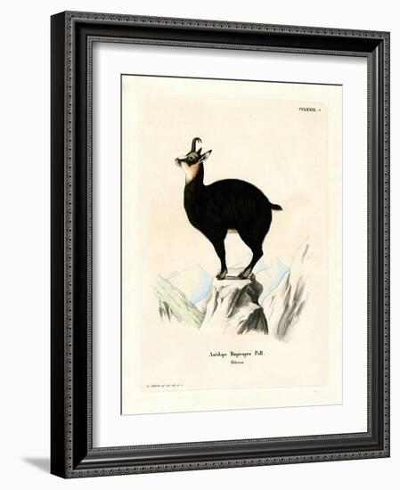 Chamois-null-Framed Giclee Print