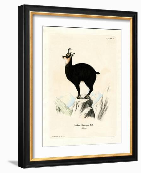 Chamois-null-Framed Giclee Print