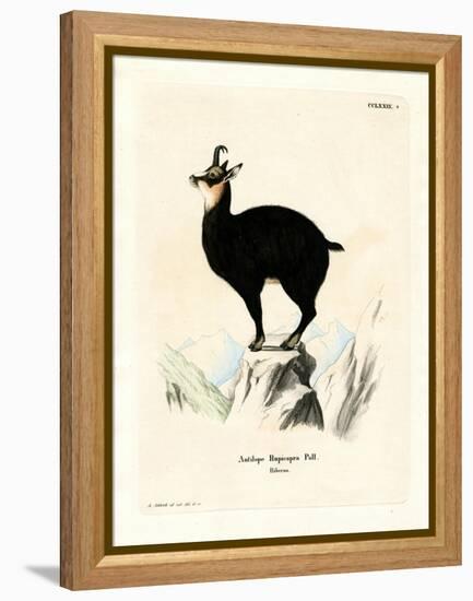 Chamois-null-Framed Premier Image Canvas