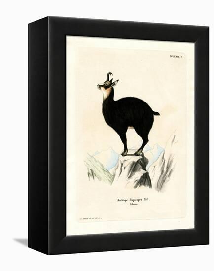 Chamois-null-Framed Premier Image Canvas