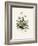 Chamomile (Anthemis Nobilis) Medical Botany-John Stephenson and James Morss Churchill-Framed Photographic Print