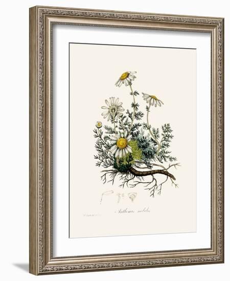 Chamomile (Anthemis Nobilis) Medical Botany-John Stephenson and James Morss Churchill-Framed Photographic Print