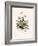 Chamomile (Anthemis Nobilis) Medical Botany-John Stephenson and James Morss Churchill-Framed Photographic Print