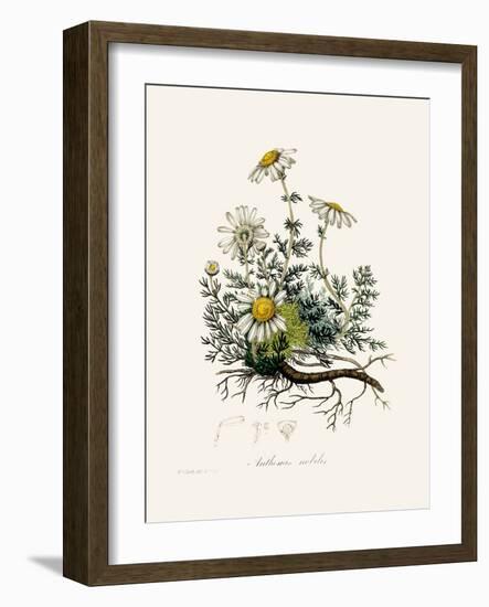 Chamomile (Anthemis Nobilis) Medical Botany-John Stephenson and James Morss Churchill-Framed Photographic Print