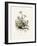 Chamomile (Anthemis Nobilis) Medical Botany-John Stephenson and James Morss Churchill-Framed Photographic Print