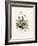 Chamomile (Anthemis Nobilis) Medical Botany-John Stephenson and James Morss Churchill-Framed Photographic Print