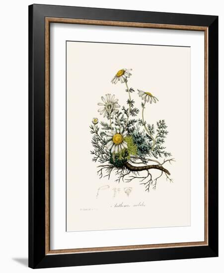 Chamomile (Anthemis Nobilis) Medical Botany-John Stephenson and James Morss Churchill-Framed Photographic Print