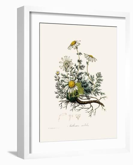 Chamomile (Anthemis Nobilis) Medical Botany-John Stephenson and James Morss Churchill-Framed Photographic Print