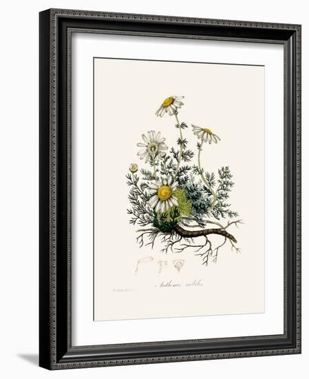 Chamomile (Anthemis Nobilis) Medical Botany-John Stephenson and James Morss Churchill-Framed Photographic Print