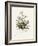 Chamomile (Anthemis Nobilis) Medical Botany-John Stephenson and James Morss Churchill-Framed Photographic Print