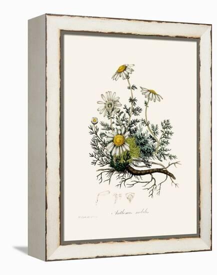 Chamomile (Anthemis Nobilis) Medical Botany-John Stephenson and James Morss Churchill-Framed Premier Image Canvas