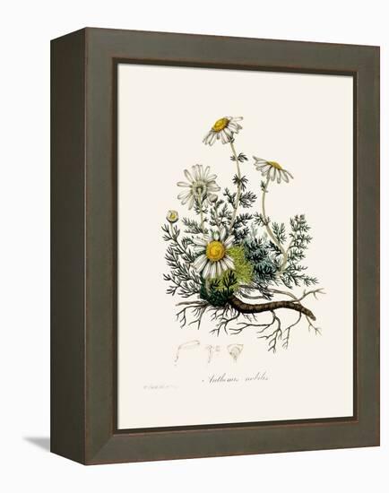 Chamomile (Anthemis Nobilis) Medical Botany-John Stephenson and James Morss Churchill-Framed Premier Image Canvas