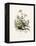 Chamomile (Anthemis Nobilis) Medical Botany-John Stephenson and James Morss Churchill-Framed Premier Image Canvas