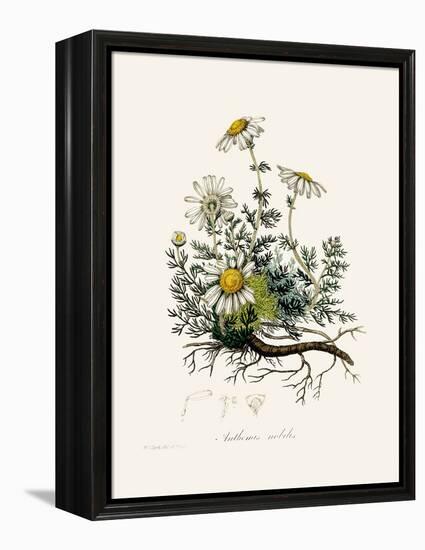 Chamomile (Anthemis Nobilis) Medical Botany-John Stephenson and James Morss Churchill-Framed Premier Image Canvas