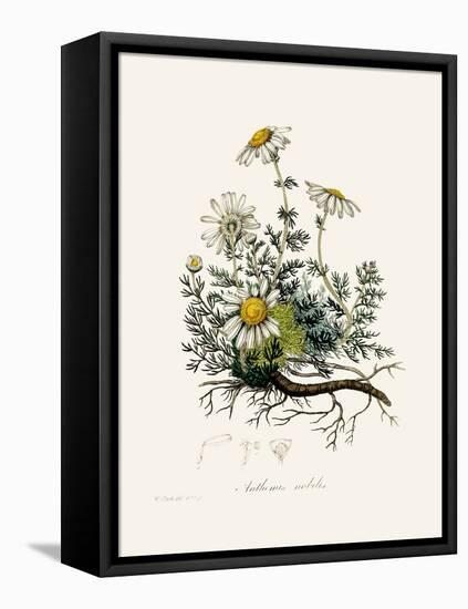 Chamomile (Anthemis Nobilis) Medical Botany-John Stephenson and James Morss Churchill-Framed Premier Image Canvas