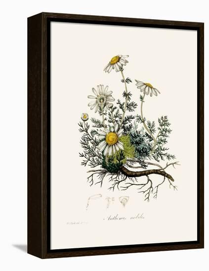 Chamomile (Anthemis Nobilis) Medical Botany-John Stephenson and James Morss Churchill-Framed Premier Image Canvas