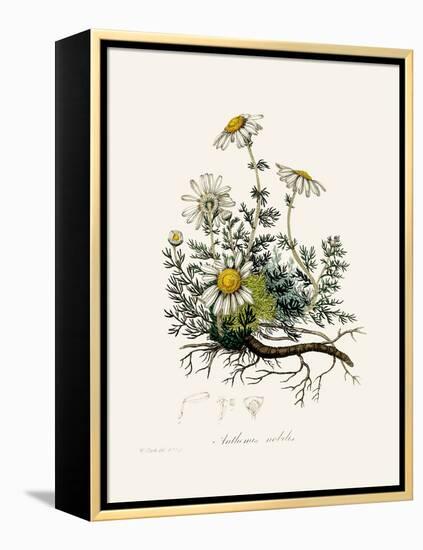 Chamomile (Anthemis Nobilis) Medical Botany-John Stephenson and James Morss Churchill-Framed Premier Image Canvas