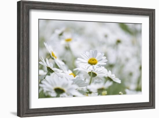 Chamomile (Anthemis Punctata Cupaniana)-Adrian Bicker-Framed Photographic Print