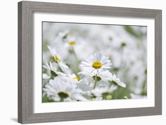 Chamomile (Anthemis Punctata Cupaniana)-Adrian Bicker-Framed Photographic Print