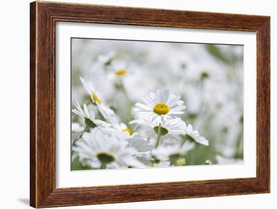 Chamomile (Anthemis Punctata Cupaniana)-Adrian Bicker-Framed Photographic Print