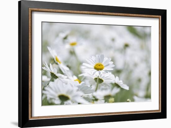 Chamomile (Anthemis Punctata Cupaniana)-Adrian Bicker-Framed Photographic Print