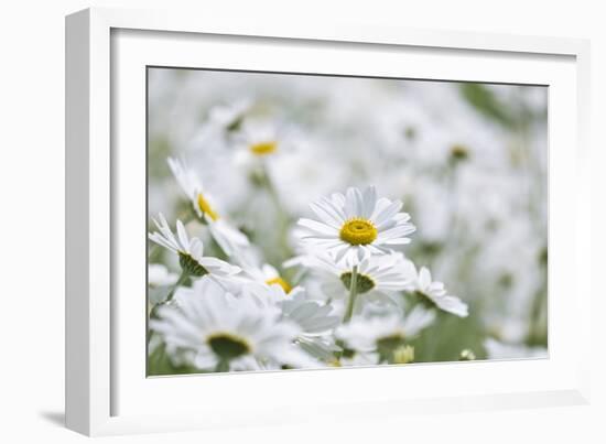 Chamomile (Anthemis Punctata Cupaniana)-Adrian Bicker-Framed Photographic Print