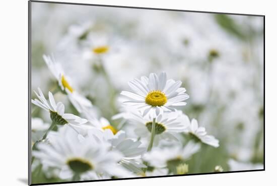 Chamomile (Anthemis Punctata Cupaniana)-Adrian Bicker-Mounted Photographic Print