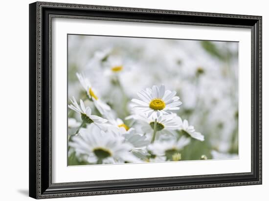 Chamomile (Anthemis Punctata Cupaniana)-Adrian Bicker-Framed Photographic Print