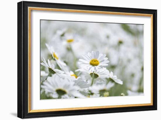 Chamomile (Anthemis Punctata Cupaniana)-Adrian Bicker-Framed Photographic Print