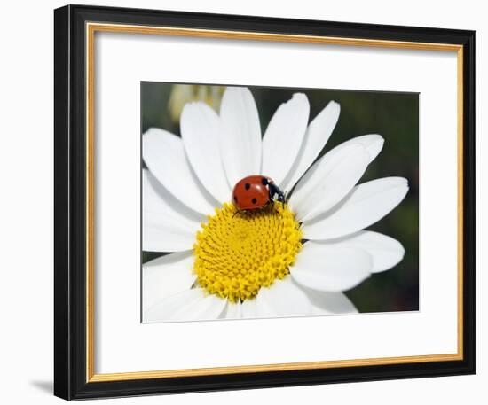 Chamomile Flower And Ladybird-Adrian Bicker-Framed Photographic Print