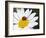 Chamomile Flower And Ladybird-Adrian Bicker-Framed Photographic Print