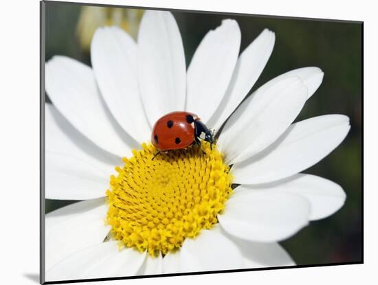 Chamomile Flower And Ladybird-Adrian Bicker-Mounted Photographic Print