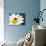 Chamomile Flower And Ladybird-Adrian Bicker-Photographic Print displayed on a wall