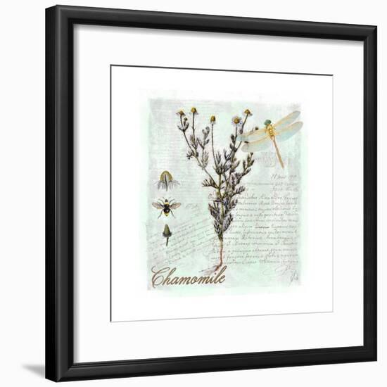 Chamomile Herb-Tina Lavoie-Framed Giclee Print