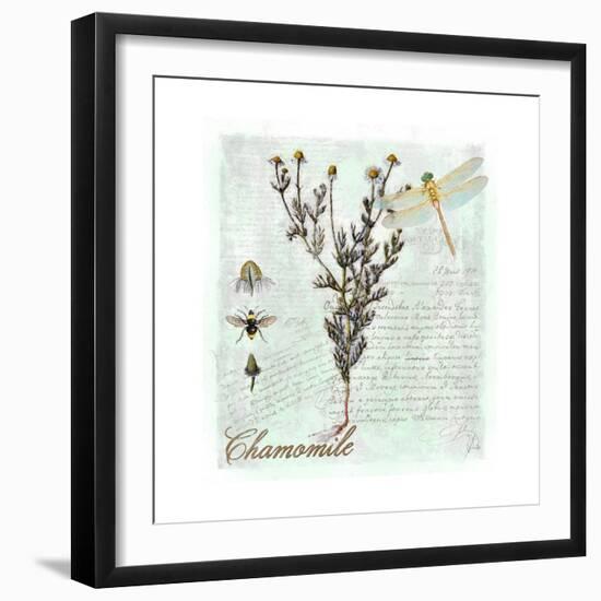 Chamomile Herb-Tina Lavoie-Framed Giclee Print