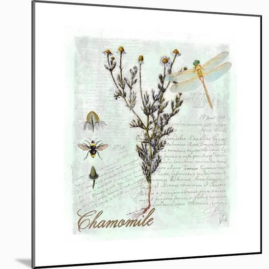 Chamomile Herb-Tina Lavoie-Mounted Giclee Print