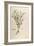 Chamomile - Matricaria Chamomilla (Chamaemelum Leucanthemum) by Leonhart Fuchs from De Historia Sti-null-Framed Giclee Print