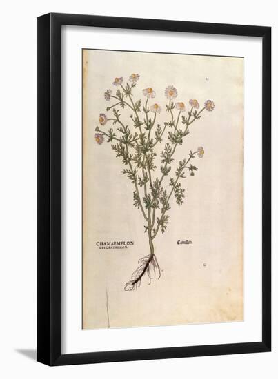 Chamomile - Matricaria Chamomilla (Chamaemelum Leucanthemum) by Leonhart Fuchs from De Historia Sti-null-Framed Giclee Print