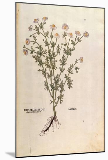 Chamomile - Matricaria Chamomilla (Chamaemelum Leucanthemum) by Leonhart Fuchs from De Historia Sti-null-Mounted Giclee Print