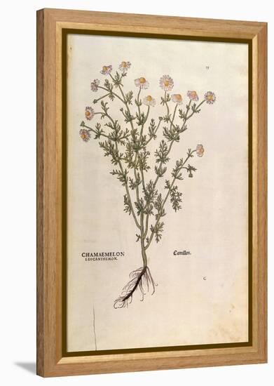 Chamomile - Matricaria Chamomilla (Chamaemelum Leucanthemum) by Leonhart Fuchs from De Historia Sti-null-Framed Premier Image Canvas