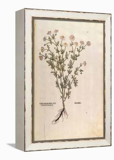 Chamomile - Matricaria Chamomilla (Chamaemelum Leucanthemum) by Leonhart Fuchs from De Historia Sti-null-Framed Premier Image Canvas