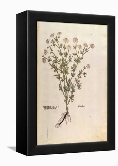 Chamomile - Matricaria Chamomilla (Chamaemelum Leucanthemum) by Leonhart Fuchs from De Historia Sti-null-Framed Premier Image Canvas