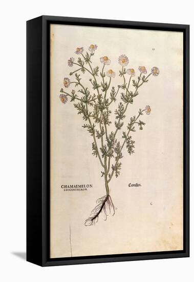 Chamomile - Matricaria Chamomilla (Chamaemelum Leucanthemum) by Leonhart Fuchs from De Historia Sti-null-Framed Premier Image Canvas