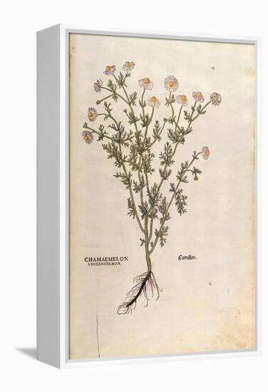 Chamomile - Matricaria Chamomilla (Chamaemelum Leucanthemum) by Leonhart Fuchs from De Historia Sti-null-Framed Premier Image Canvas