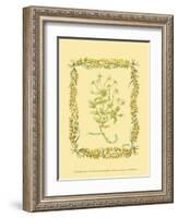 Chamomile-Wendy Russell-Framed Art Print