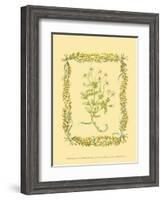 Chamomile-Wendy Russell-Framed Art Print