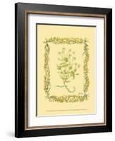 Chamomile-Wendy Russell-Framed Art Print