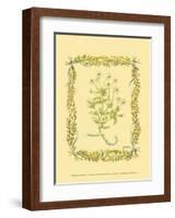 Chamomile-Wendy Russell-Framed Art Print